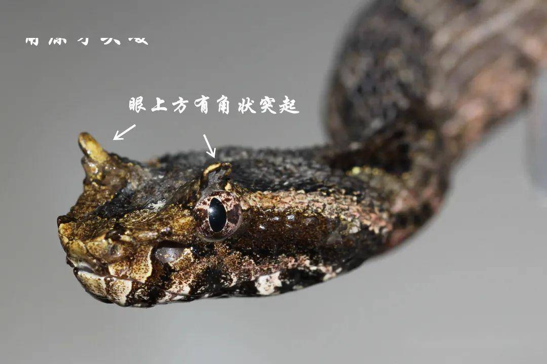野外实用技巧|浙江毒蛇简单分辨(上)