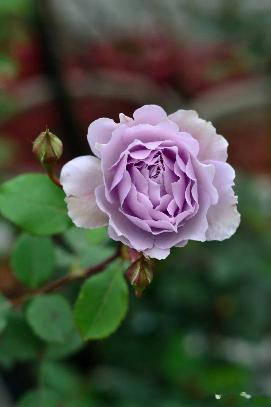 8种耐热月季夏天照样能开出漂亮的花来