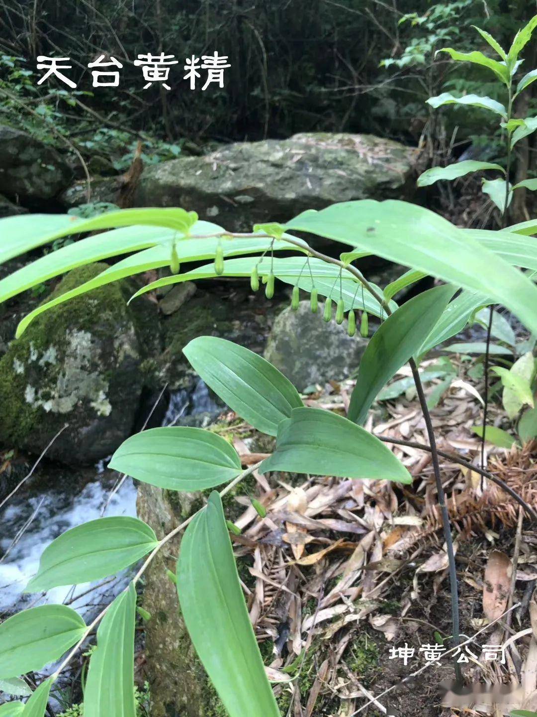 今晚945浙江电视台7套全面介绍天台黄精