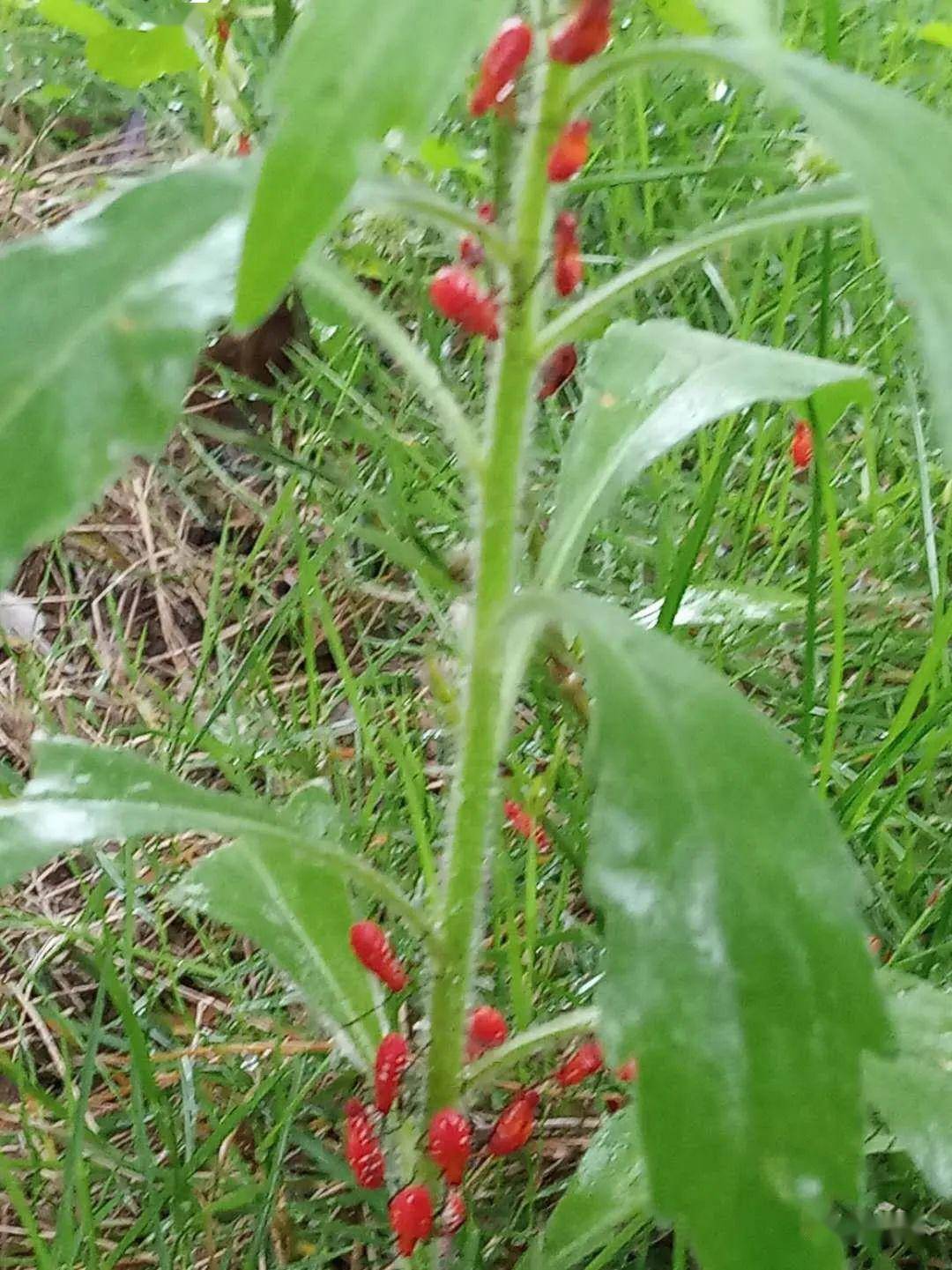 输血起鸡皮疙瘩(输血起疙瘩正常吗?)