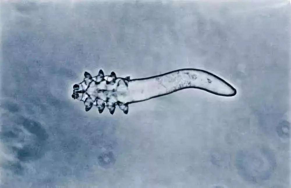 花容月貌丨原来螨虫的粪便都是藏在你鼻子里?