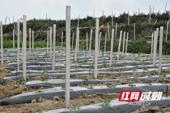 產業發展看湘西丨鳳凰獼猴桃搭上產業融合快車變身黃金果