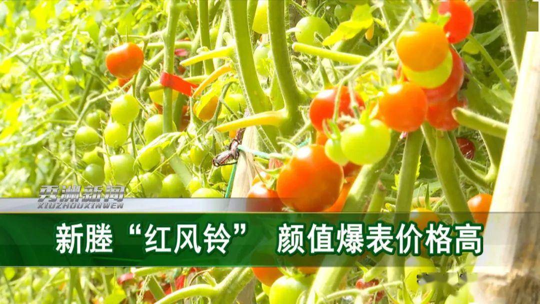 新鲜嘉兴种植的日本红风铃小番茄味甜汁多价格