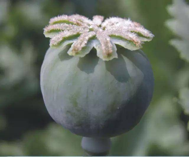 罂粟的横切果实