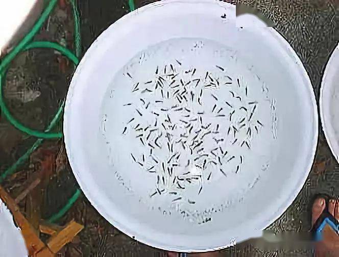 日兰某玩家8次筛选的过程记录6000尾鱼苗只剩8条