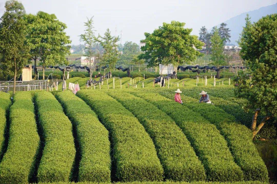 爱,可以在山野之间,茶田深处.