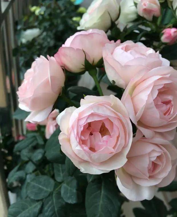 这几款包子月季,圆滚滚的超可爱