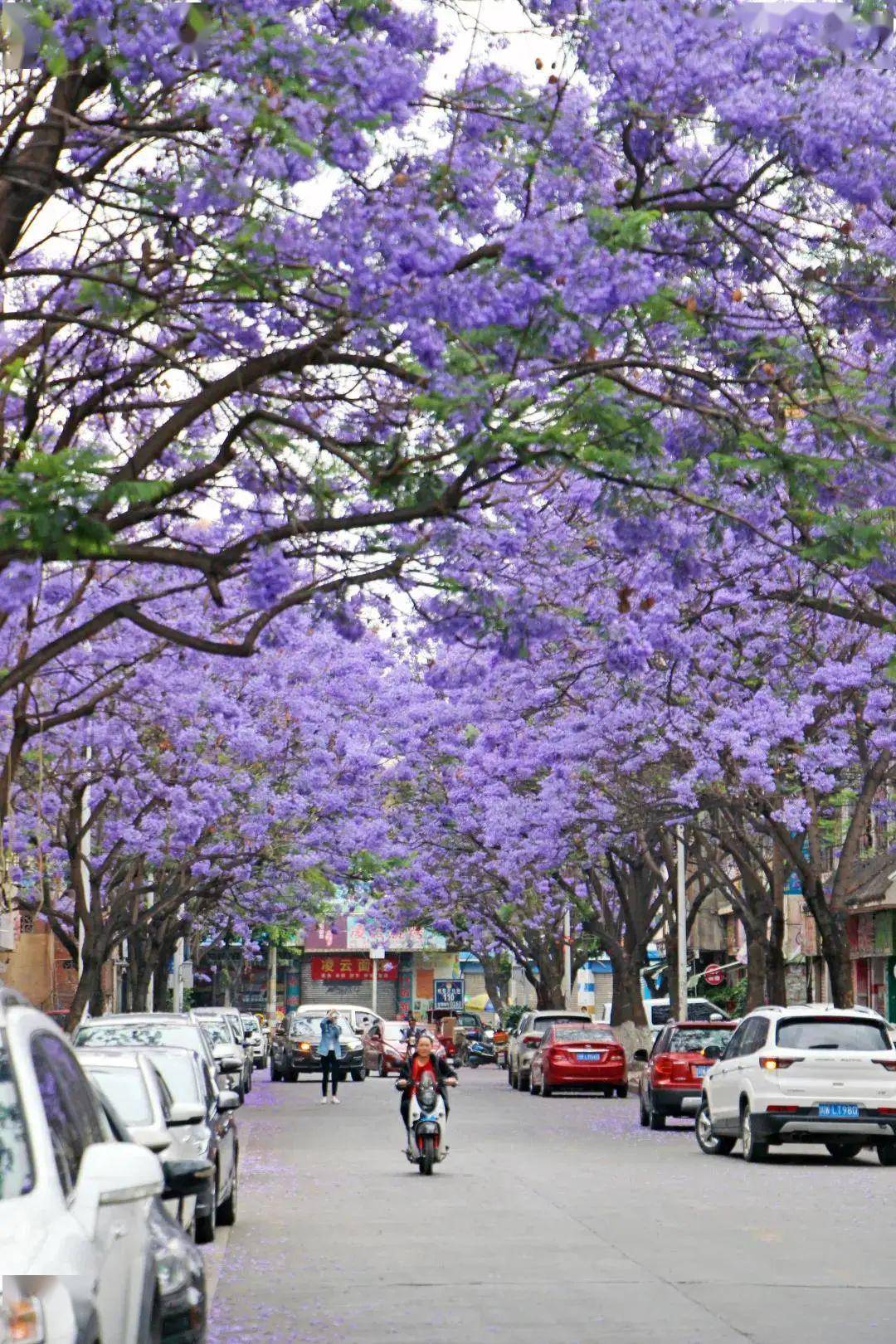 西昌市市花图片