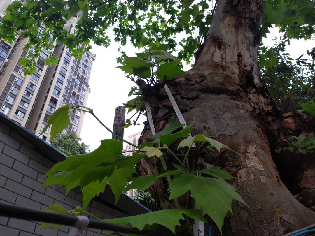 向大自然告白丨67看这部稻米春秋品尝最香甜的劳动果实