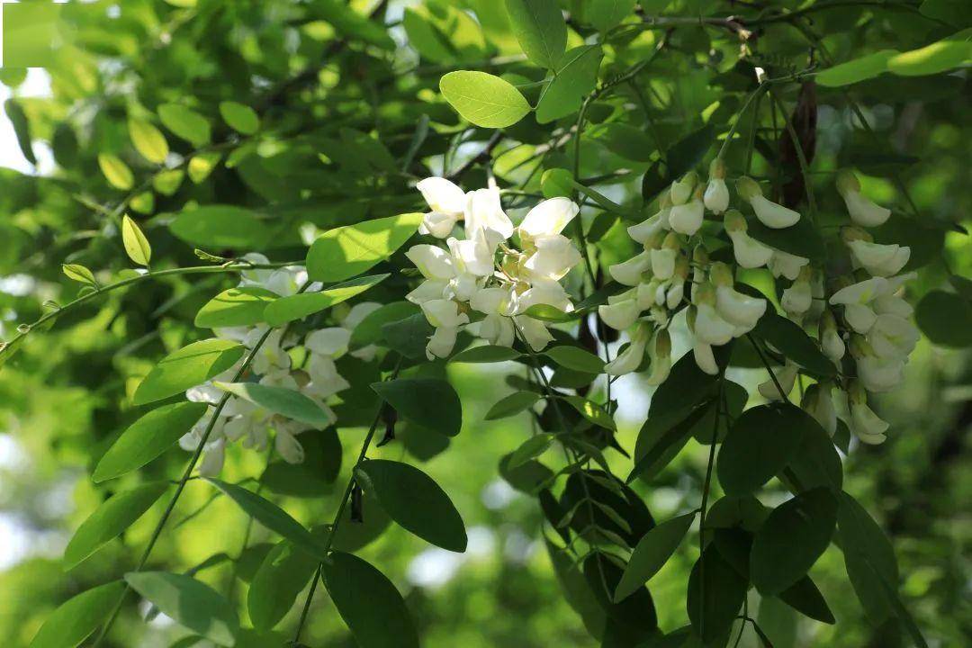 浅夏槐花,百里飘香_手机搜狐网
