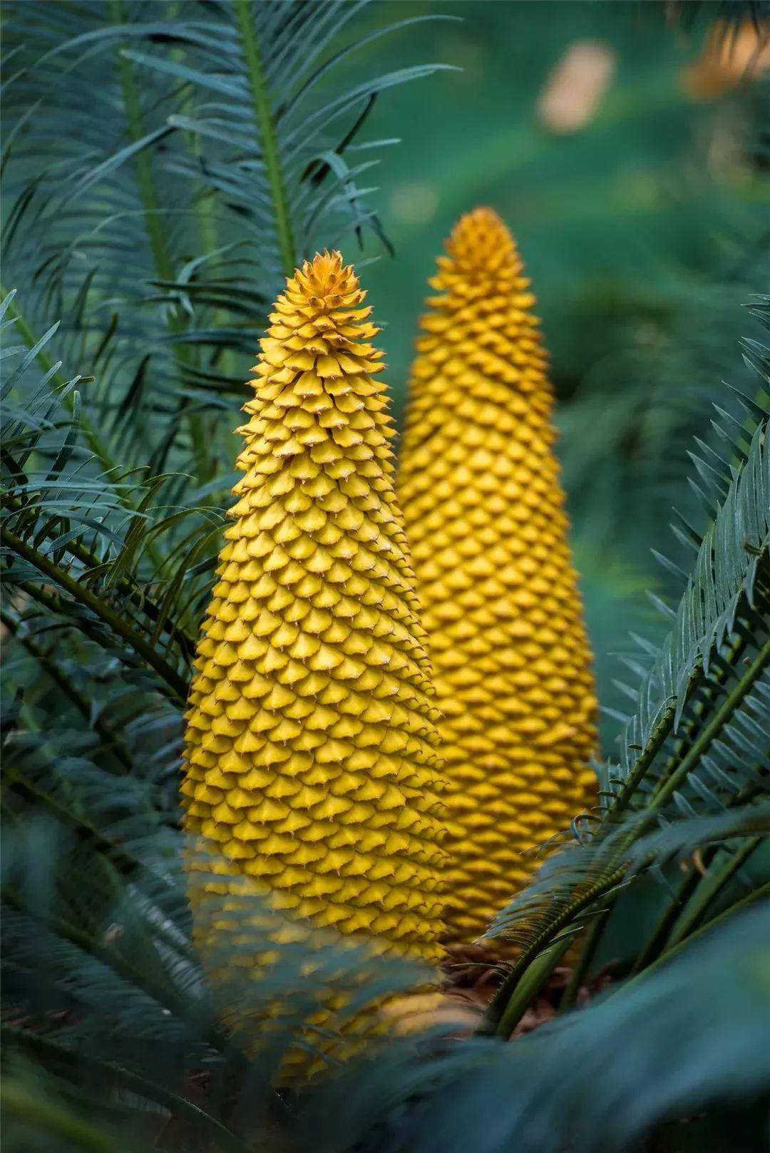 生长在攀枝花的"活化石"开花啦!市民作诗《苏铁赋》赞美景