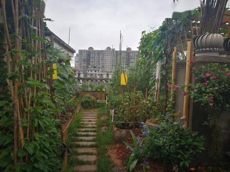 楼顶一半花园一半菜园图片