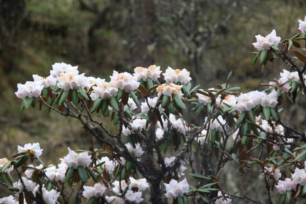 在理县,很多羌族人把杜鹃花叫做羊角花