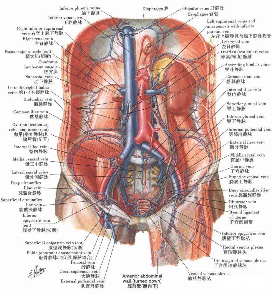 人体腹部解剖结构图解图片