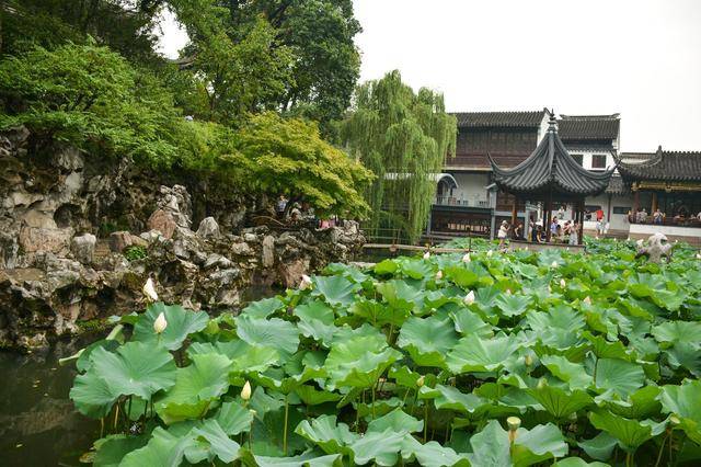狮子林是中国古典私家园林建筑的代表之一,苏州四大名园之一-搜狐大视野-搜狐新闻