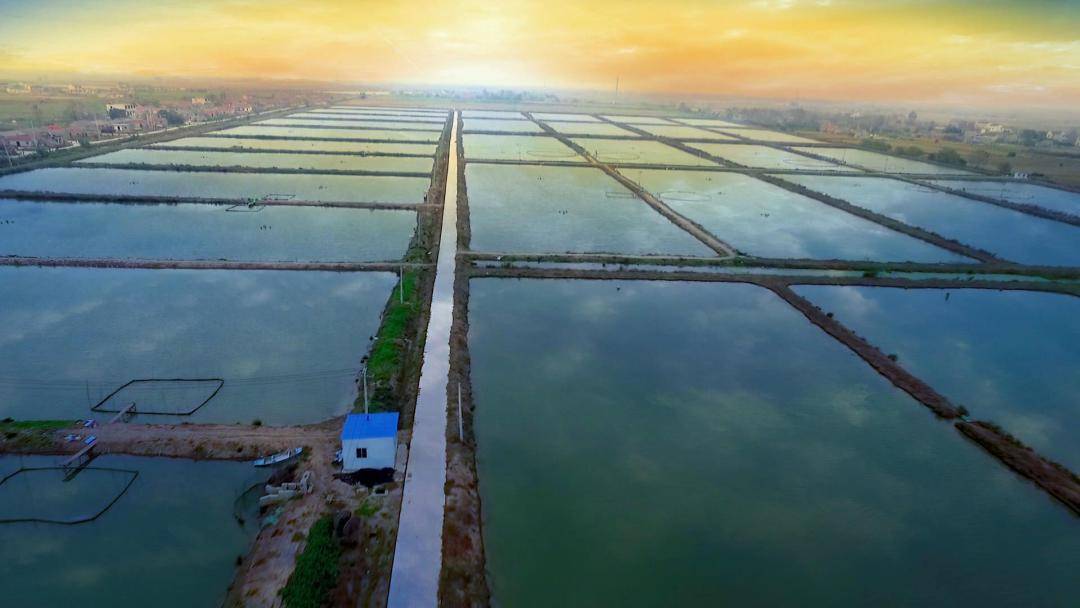 浮水料沉水料高档虾料深受市场欢迎2000余亩水产养殖基地让你大显身手