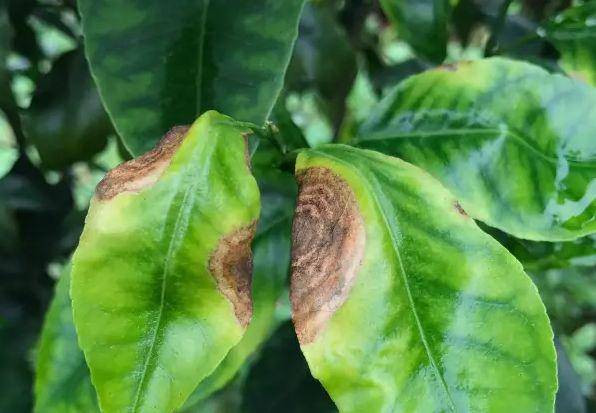 夏季果园杀菌剂怎么选?给你推荐5个好用的