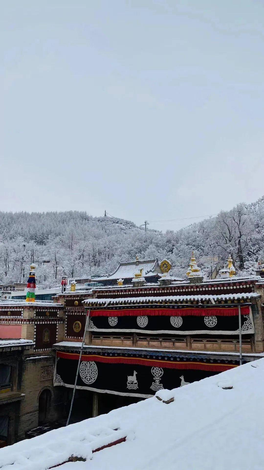 塔尔寺五月夏雪美极了