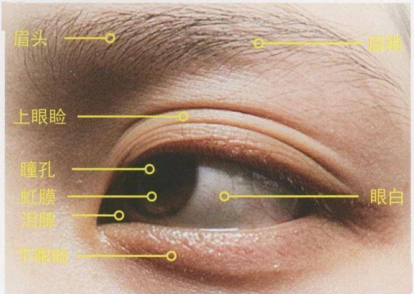 眼部结构及细分眼部的结构包括:眉毛,眉弓,眼球,上眼睑,下眼睑,眼眶和
