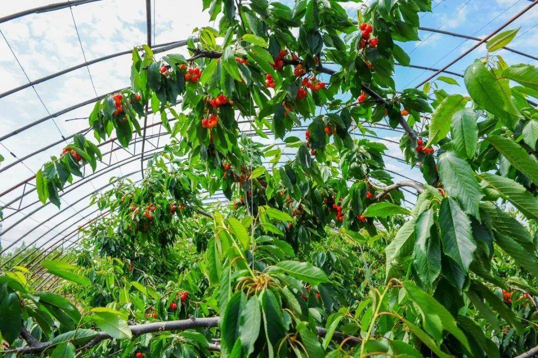 一树宛若樱花,一口更胜鲜桃!_种植