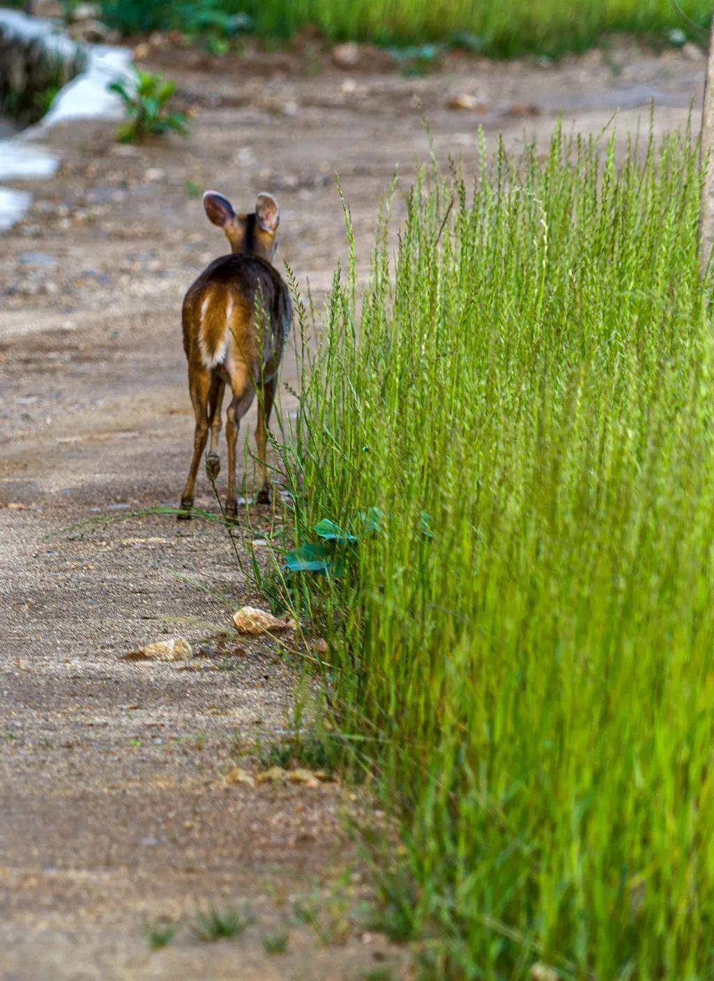 金寨惊现国际濒危动物1500万3500万年前就已出现
