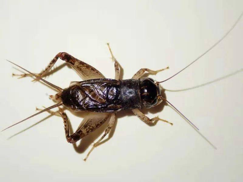 在虫房,我一个人静静地坐着,任凭月光洒了进来.