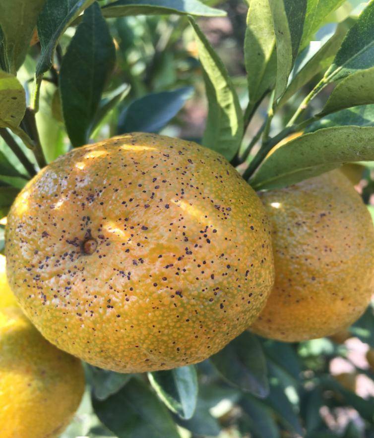 柑橘第二大病害砂皮病防治并不难用对药是关键