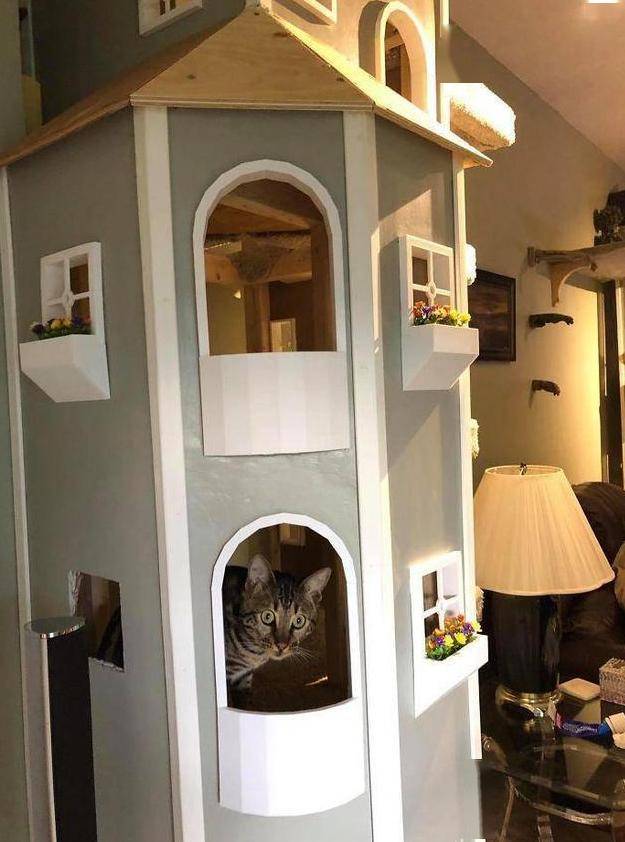 国外铲屎官给爱猫修两栋六层"别墅",我的猫:喵喵喵喵?_猫咪