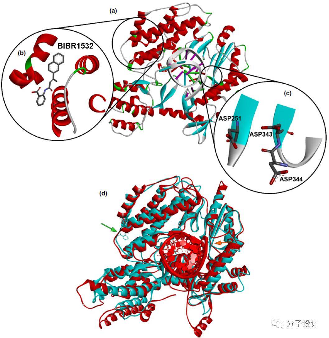 端粒酶的结构图片