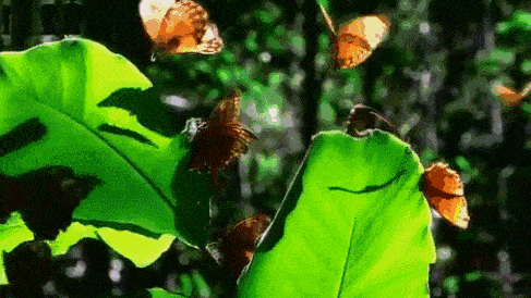 金平蝴蝶谷上亿只蝴蝶宝宝即将破茧成蝶