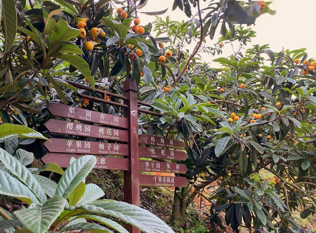 遵义第一园千果园开采35元抢千果园1大1小进园采摘