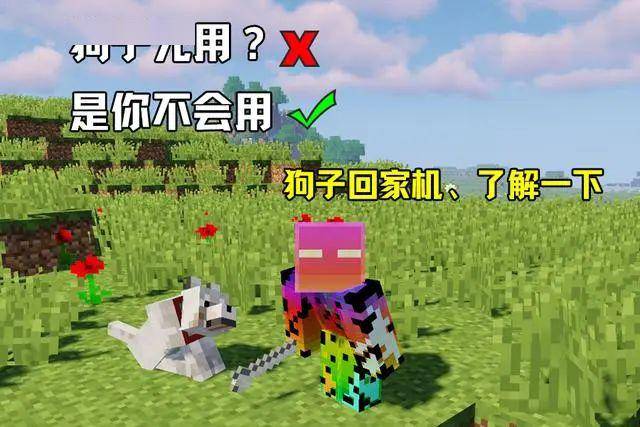 我的世界狗狗竟然还能传送回家再也不怕宠物丢失了