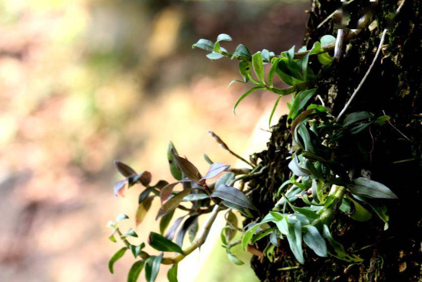 每月一星丨文学陕军专访杜文娟:岩兰花开,他们还好吗?