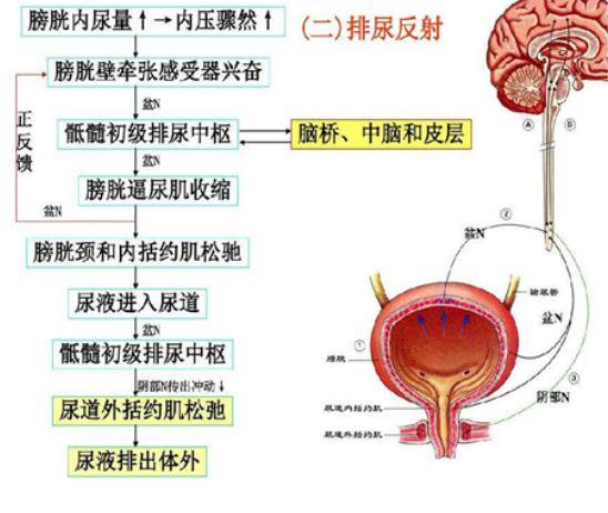 排尿过程结构图图片