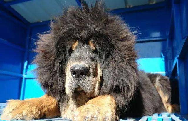 赤古藏獒:比熊猫还金贵的中国最贵藏獒,超帅气
