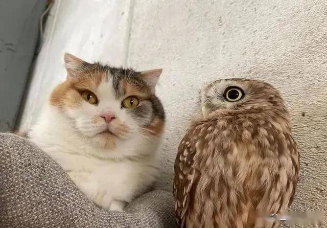明明是天敌,日本一只猫头鹰竟爱上猫,还帮猫照顾儿孙