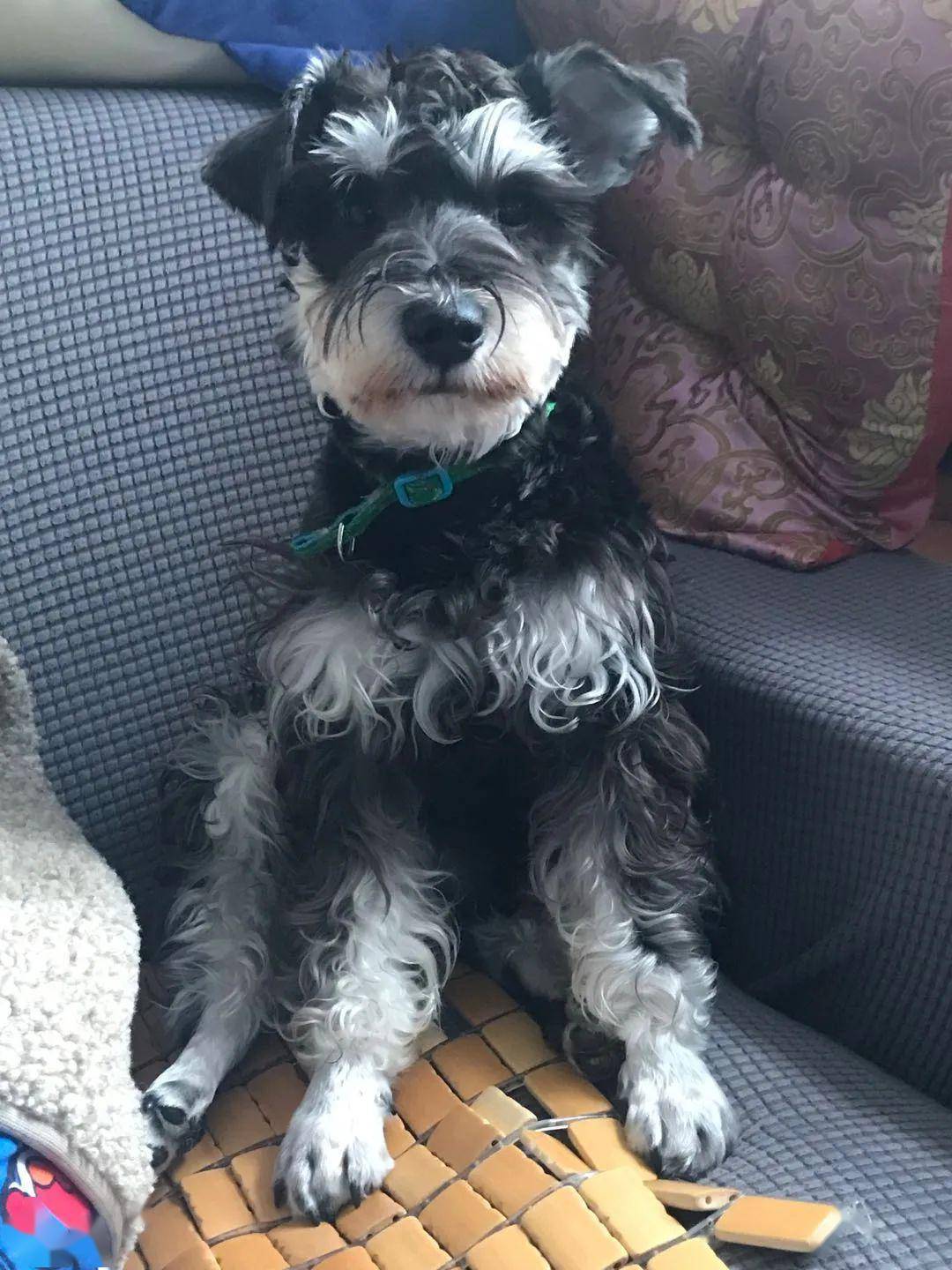 无偿领养一岁半雪纳瑞已查过抗体狗友群