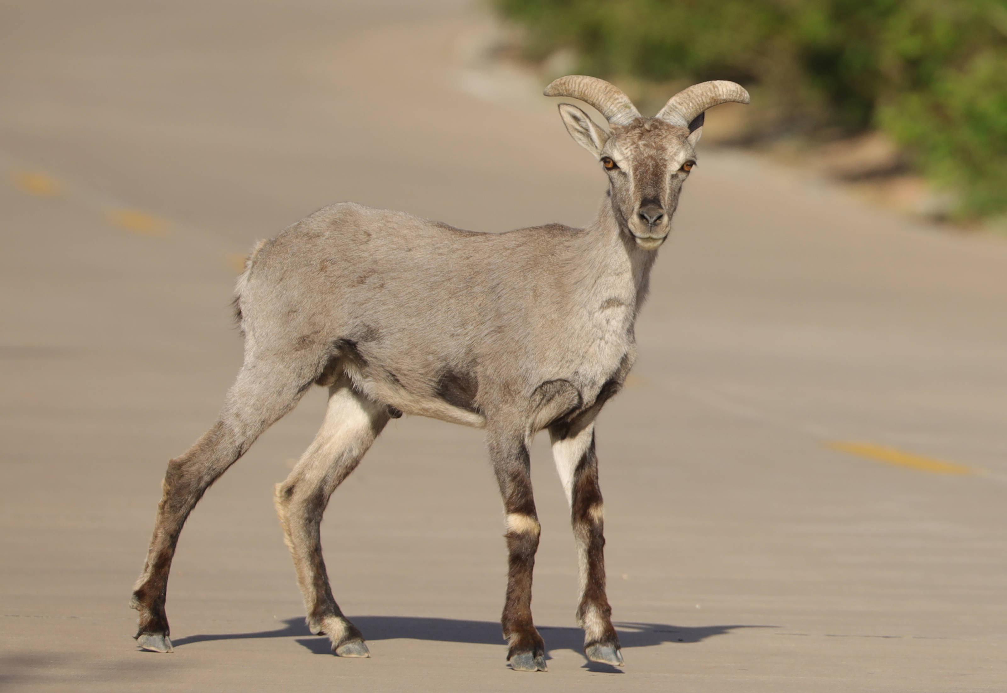 内蒙古:甘德尔山上的岩壁"精灵"_岩羊