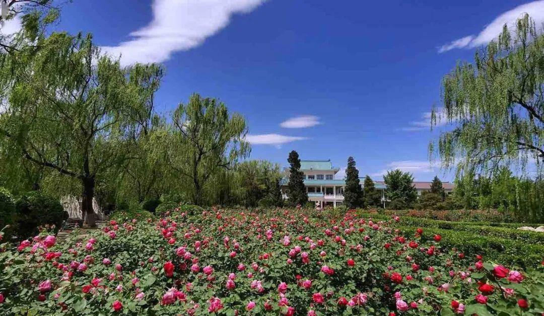 神舟游抓住五月的尾巴来首钢园看鲜花满园