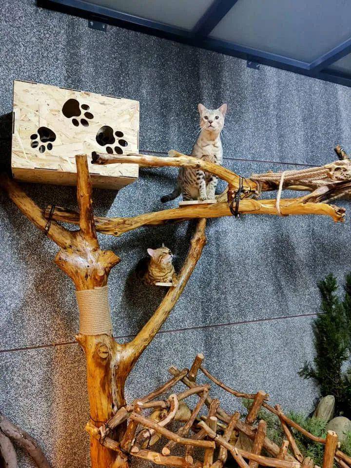 专心投入打造猫屋的工程中  增加一个木头做的猫爬架 还订了一堆木板