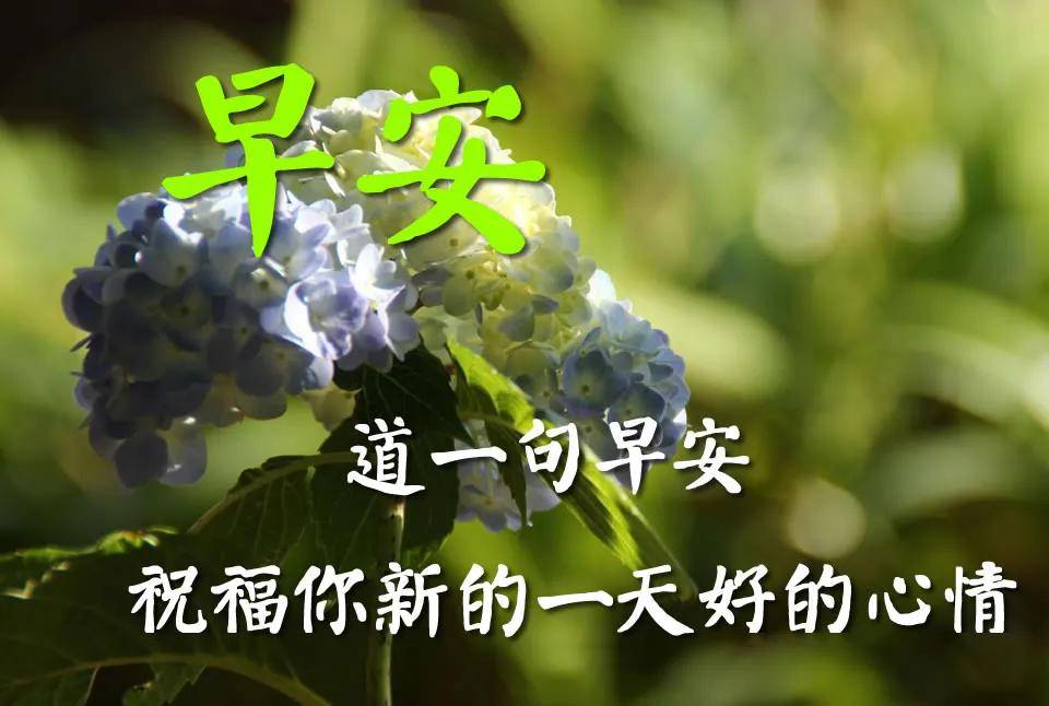最新早上好表情炎炎夏日早上好的问候语图片带字