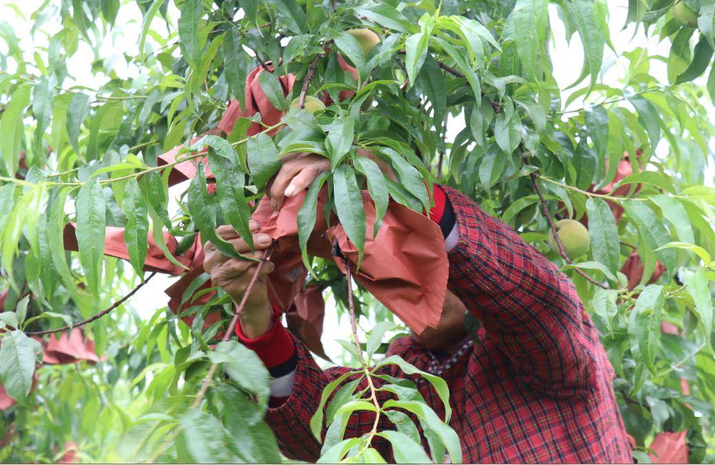 到现场实地通过图片,视频等方式介绍黄桃"散养"种植情况,让消费者通过