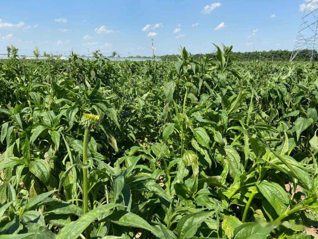 近日天地源生物总经理胡斌来到紫锥菊种植基地视察!