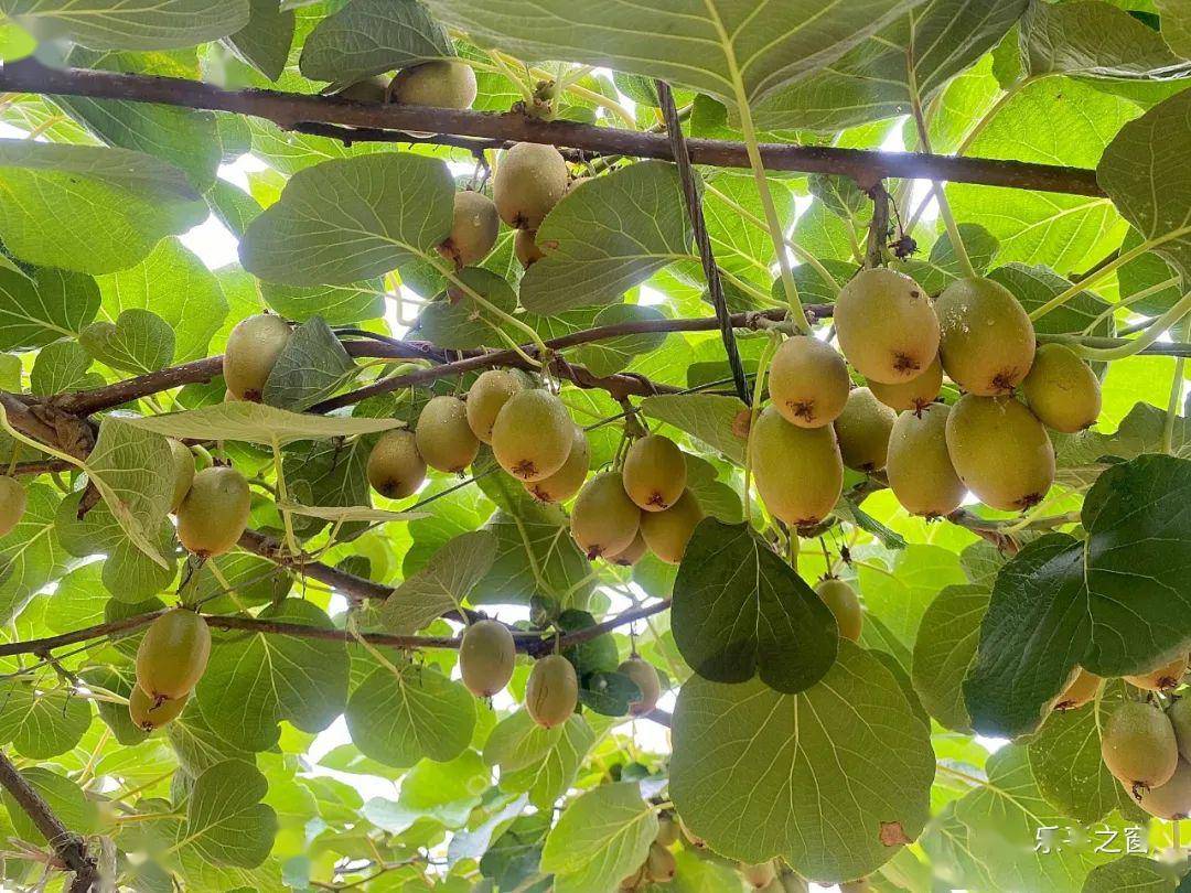 上百亩的红心猕猴桃种植基地内茂密的果树叶绿茵茵的,一株株猕猴桃树