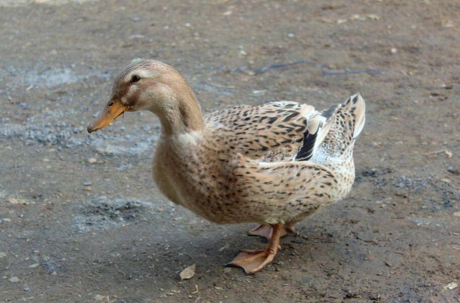 鸭子从洞庭湖基地引进的优良品种,采用"莲藕套养野鸭","野鸭 葛根生态