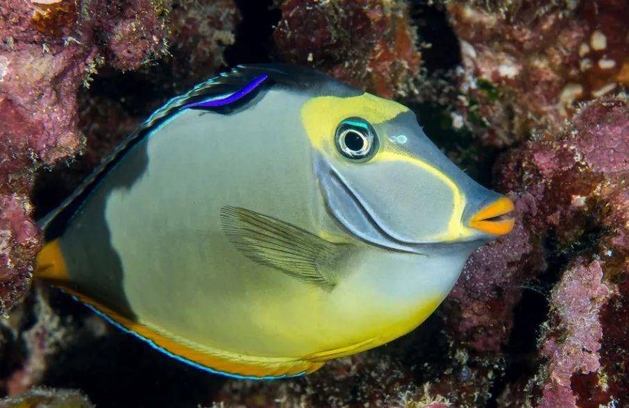 barcheek unicornfish