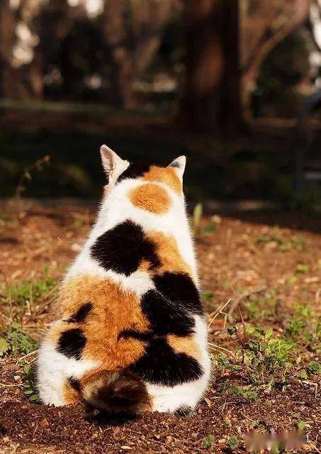 猫咪的背影杀真的怎么都看不够啊