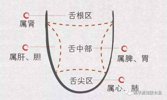 其实,五脏在舌头均有反射区,舌尖是反应心肺疾病信息,舌中是反应脾胃