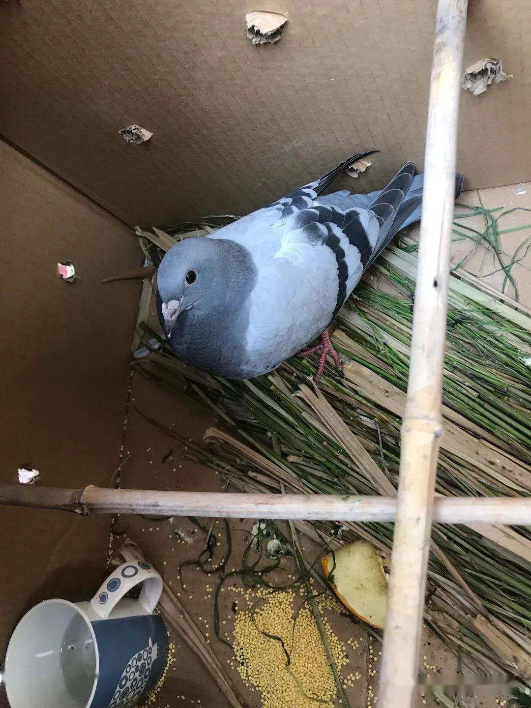 宋庄农田捡到一只信鸽,请主人速来"认领"