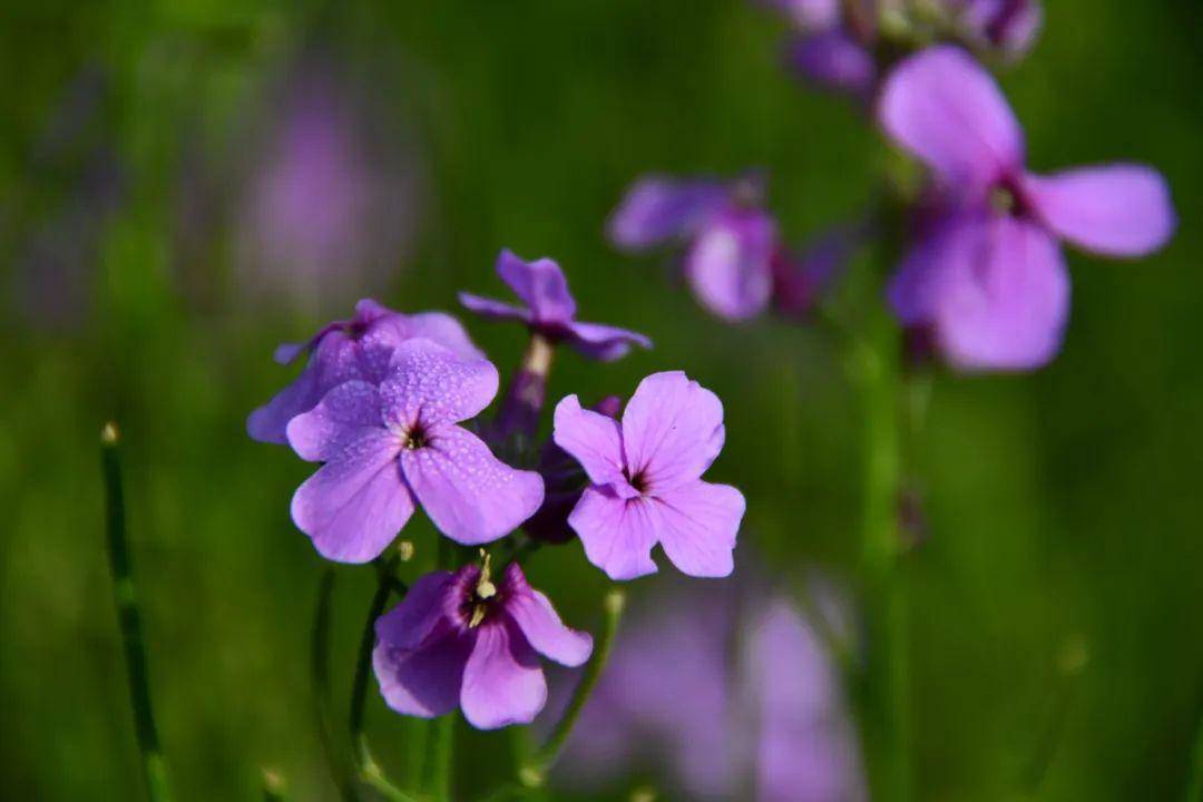 紫色菜杆的油菜花图片